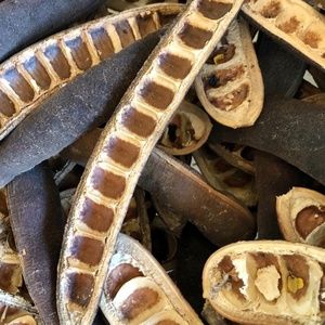 15 Seed Pods Southwest Sweet Acacia Farnesiana Art Nature Crafts Floral Terrariu